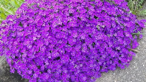 Aubrietia cascade violet, Aubriètes - vivace