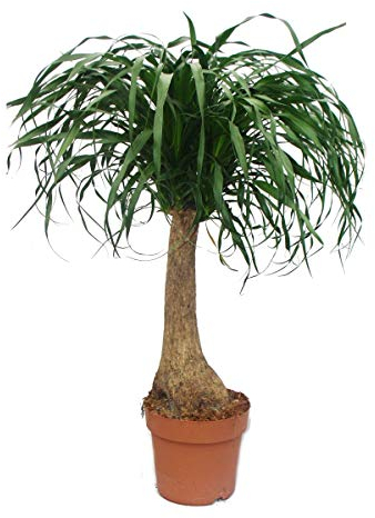 Exotenherz - Beaucarnea (Nolina), Elefantenfuß, 19cm, gerader Stamm