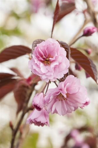 Prunus serrulata 'Royal Burgundy' 125-150 cm - Japanische Zierkirsche, rosa Blüten, Blütezeit April-Mai, ideal für Gärten, pflegeleicht und dekorativ