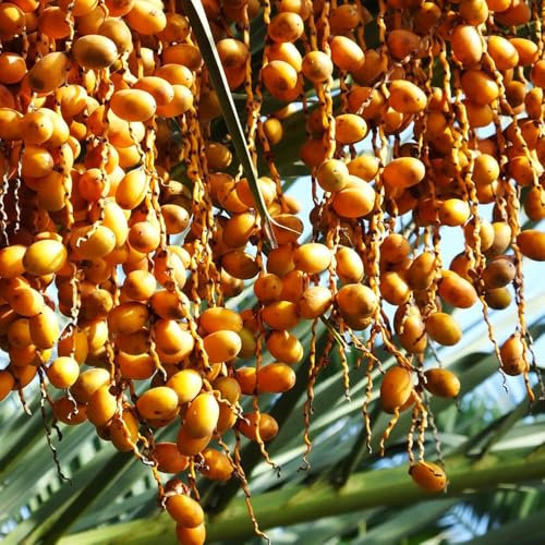 80 Pc Semillas De Palmera Datilera - Semillas De Dátil Árbol Bonsái, Plantas De Balcón Resistentes. Semillas Resistentes De Palmera Datilera, Árboles Frutales Columnares, Plantas Exóticas
