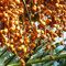 80 Pc Semillas De Palmera Datilera - Semillas De Dátil Árbol Bonsái, Plantas De Balcón Resistentes. Semillas Resistentes De Palmera Datilera, Árboles Frutales Columnares, Plantas Exóticas