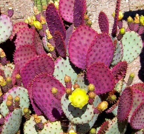 Opuntia violacea v. Santa Rita 10 Samen essbar Lila Kaktus CombSH C52