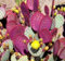 Opuntia violacea v. Santa Rita 10 Samen essbar Lila Kaktus CombSH C52