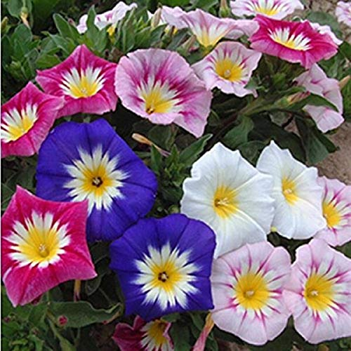 Stk - 20x Convolvulus tricolor Mix Zwerg Morning Glory Pflanzen - Samen A201 - Seeds & Plants Shop by Ipsa