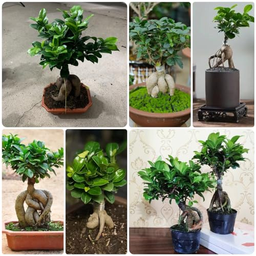 30 pcs ficus ginseng bonsai samen, bäume kaufen, exotische pflanzen samen (Ficus microcarpa) bodendecker, steingarten pflanzen bonsai baum echt, geschenke für gartenliebhaber bonsai,
