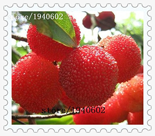 Graines d'arbousier famille des baies de myrtille graines de framboise de jardin en pot plantées arbres fruitiers Paquet de 100 graines