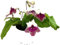 Fangblatt - Streptocarpus dunkelroter Schneesturm - afrikanisches Veilchen – Drehfrucht mit zarten Blüten – eine duftende und exotische Zierpflanze