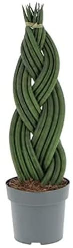 POWERS TO FLOWERS - SANSEVERIA CYLINDRICA, CILINDRICA, Lingua di suocera, Vaso 13cm, altezza 35cm, Pianta vera