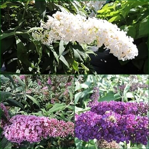 1 Stück Kombination 3 Schmetterlingsflieder, Buddleja White Profusion, pink delight, black knight 15-20 cm im Topf