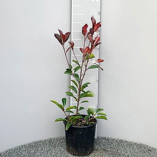 SAVINI VIVAI Photinia Red Robin - Pianta da Siepe Rossa in Vaso 18 cm - Altezza 60-70 cm - Foglie Rosse Decorative, Perfetta per Bordure