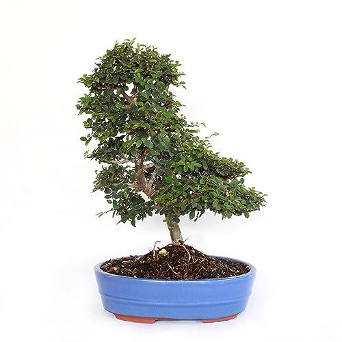 KENTIS - Bonsai Zelkova sp. - Echt Japanische Zelkove Bonsai Baum - Innen- und Außenpflanze - H 25-35 cm Keramiktopf Ø 26 cm