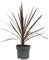 Keulenlilie 'Red Star' rotlaubig, Topf-Ø 17/19 cm, Höhe ca. 60 cm