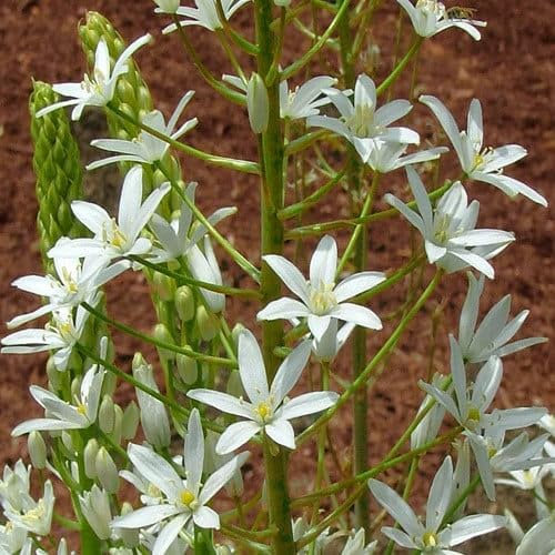 Plant World Seeds - Ornithogalum Magnum Seeds (Perennial Flower Seeds)