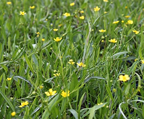 WASSERPFLANZEN WOLFF - 4er-Set im Gratis-Pflanzkorb - Ranunculus flammula - Brennender Hahnenfuß, gelb