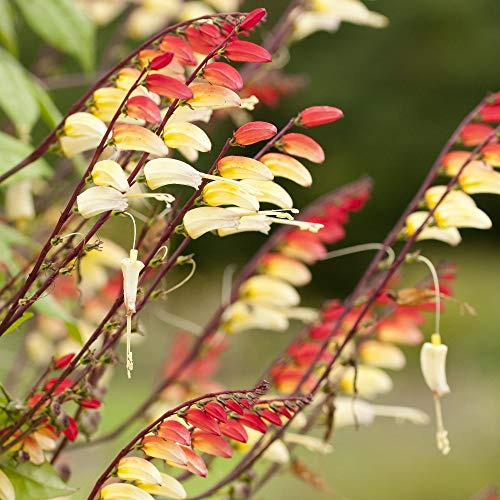 Firecracker Vine, Graines de drapeau Espagne - Mina Lobata