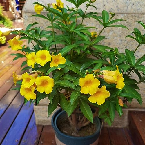 40 Stücke Oleander Samen, Blumensamen Gastgeschenk (Nerium Oleander) Stauden Winterhart Mehrjährig Exotische Samen Zimmerpflanzen Samen Blumenwiese Samen Winterharte Pflanzen Für Garten,