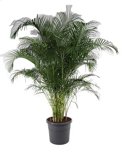 Dypsis lutescens Goldfruchtpalme Areca Palme Zimmerpflanze gefiedertes Laub 120 cm Höhe