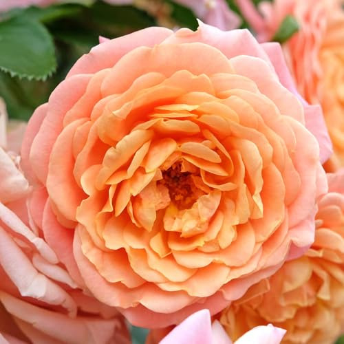 YouGarden Climbing Rose 'Peach Melba', Set of Two Bare Root Roses, Grow Climbing Roses for Gardens, Ready to Plant