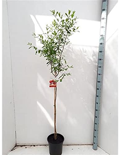 Granatapfel 'Mollar de Elche' 150-190 cm Hochstamm - Punica Granatum - Obstbaum - Granatäpfel