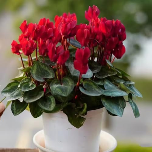 ciclamino resistente - semi piante perenni resistenti e perenni piante da giardino semi esotici bonsai da interno vaso per tetto verde decorative appartamento in vaso - Cyclamen 500pcs