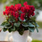 ciclamino resistente - semi piante perenni resistenti e perenni piante da giardino semi esotici bonsai da interno vaso per tetto verde decorative appartamento in vaso - Cyclamen 500pcs