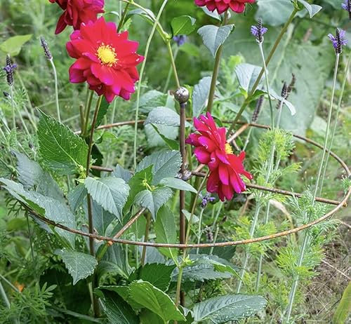 GAP GARDEN PRODUCTS Metal Rust Simple Circle Plant Support (pack of 8) Ideal plant support for dahlias, delphiniums etc (8, Rustic Patina)
