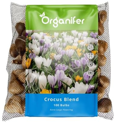 100 Bulbi Di Zafferano - Fiore Di Croco - Mix Di Bulbi Di Croco - Bulbi Di Fiori Biologici - Bulbi Estivi - (Bulbi Di Fiori Xxl, Dimensione 8/9 Cm) - Organifer
