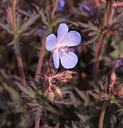 Wiesenstorchschnabel Midnight Rider - Geranium pratense - lebende Gartenpflanze aus den Baumschulen