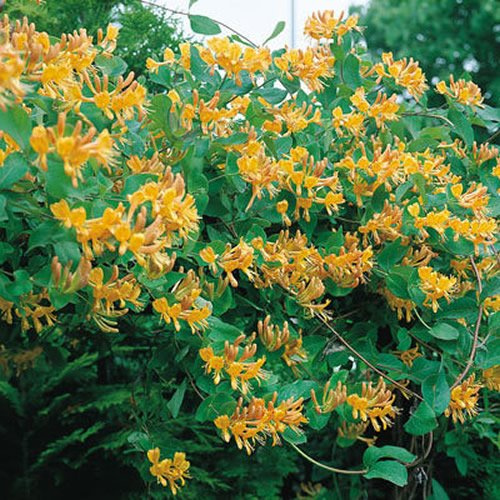 GardenersDream Lonicera Tellmanniana - Orange Geißblatt Winterhart - Kletterpflanzen Winterhart Leuchtend - Balkon Pflanzen Bienenfreundlich