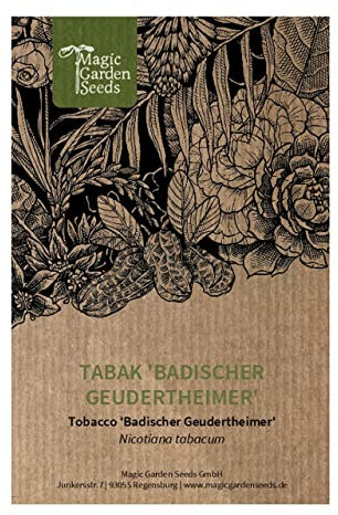 Tabaco 'Badischer Geudertheimer' (Nicotiana tabacum) - aprox. 600 semillas