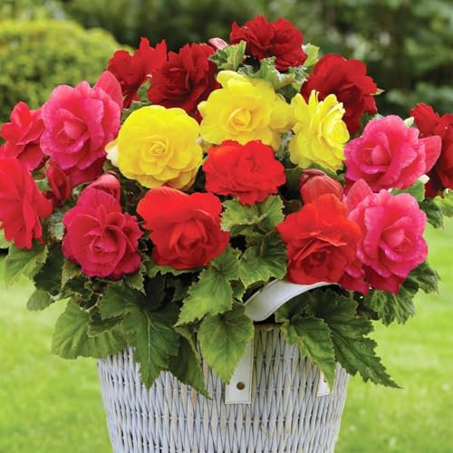 Carbeth Plants Begonia Nonstop Mixed Bedding Plants 3 x 6 Pack - Easy Grow Garden Ready Weather Resistant Outdoor Shrubs - Vibrant Summer Flowers for Beds, Borders, Pots & Containers