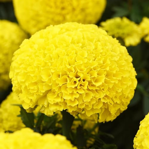 Perfect Plants - African Marigold Plants Yellow - 6 Pack Bedding Plants - Garden Ready Plants