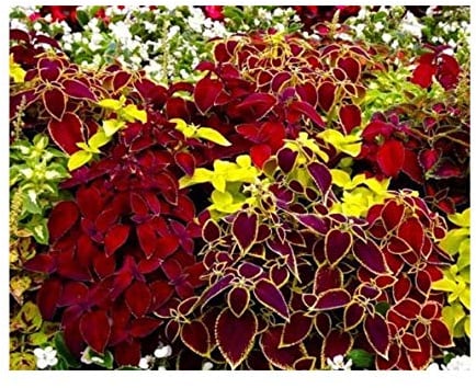 Coleus Rainbow Mix - Buntnessel - 200 Samen