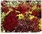 Coleus Rainbow Mix - Buntnessel - 200 Samen