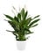 Spathiphyllum Peace Lily - Large Plant Around 40-50cm Including White Pot for The Home Or Office