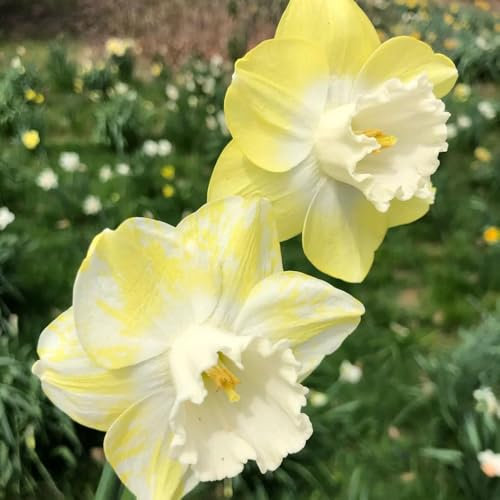 5 pz Bulbi di narciso perenne resistente, bulbo di narciso fiori da giardino piantare bulbi da fiore a fioritura precoce bulbi da fiore bulbi da fiore perenni resistenti balcone giardino