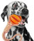 Generisch LoyalPet Ball mit Seil hundespielzeug aus Naturkautschuk – Umweltfreundlich – Mit Baumwollseil für Interaktiven Spielspaß und Zahnpflege – Ideal für Training und Bindungsstärkung (Orange)
