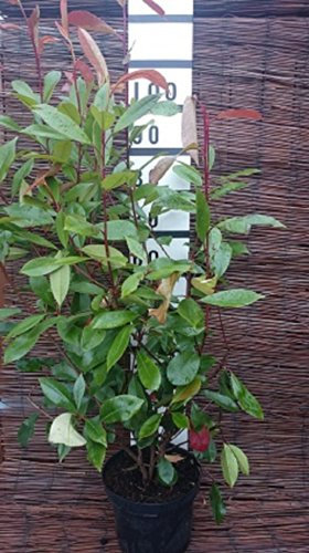 Photinia Fraseri Red Robin 5 Litre ~ Good size plants