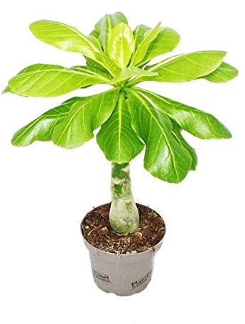 Palmier d'Hawaï Brighamia insignis