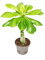 Palmier d'Hawaï Brighamia insignis