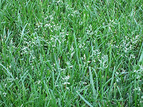 20kg Seeds of Bermuda Grass Lawn