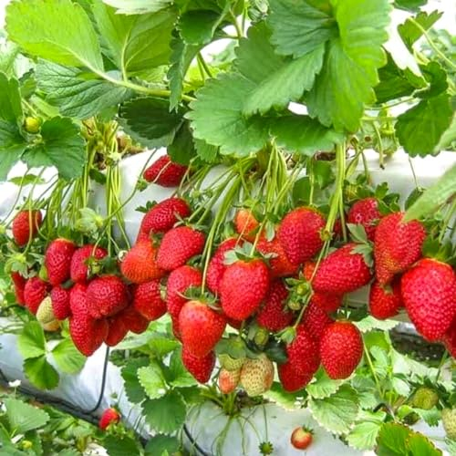 Erdbeerpflanze 'Monterey' Immertragende Erdbeeren, Kletter-Erdbeere ab März - Hohe Erträge und sehr süße Früchte - Set mit 10 Pflanzen ERDBEEREN - Mehrjährig, Superobst für Garten