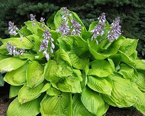 Hosta 'Sum and Substance' Perennial Garden Plug Plants 'Large Plugs' Pack x6