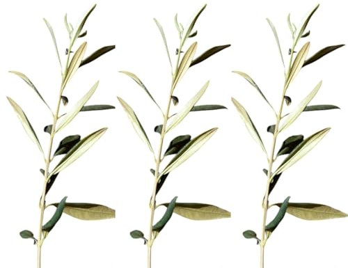 3 Plantas natural Olea Europaea. Acebuche, Olivo silvestre 20-30 cm. Resistente, requiere poco riego, mejora suelos, refugio para fauna y aporta belleza mediterránea.