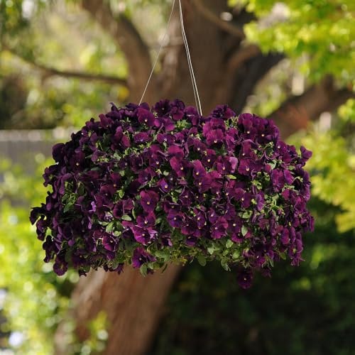 Viola Plug Plants 'Cool Wave Purple'. Medium Plug Plant x 4. Trailing Pansy for Hanging Baskets. Winter Bedding Flowers. Available from Bedwen Plants