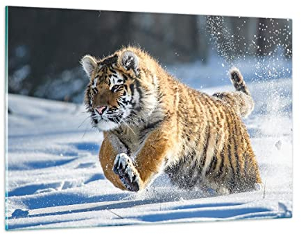 Wandbilder Dekoration Wohnzimmer tiger tier Bilder auf Glas 120x80cm Glasbild Schlafzimmer Küche Deko Wand Kunstdruck Art Groß XXL Wanddeko Bild im Glas Modern Wall Decor Glasdruck GAA120x80-3928