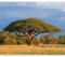 murando Fototapete selbstklebend Baum 343x270cm - Foto Tapete Tapetenfolie Möbelfolie Wandverkleidung Wandtapete Motivtapeten Bildtapete Wohnzimmer 3d Effekt Modern Landschaft Savanne Afrika Akazie