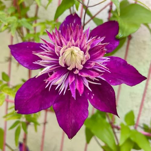 2 piezas Bulbos de clemátide Plantas perennes resistentes, flores permanentes, jardín de regalos Clematis Bulbos perennes resistentes al invierno Plantas perennes resistentes para