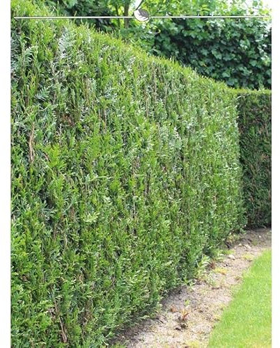 Thuja plicata Martin 120-140 cm. 50 Thuja Koniferen. Winterhart & Immergrün