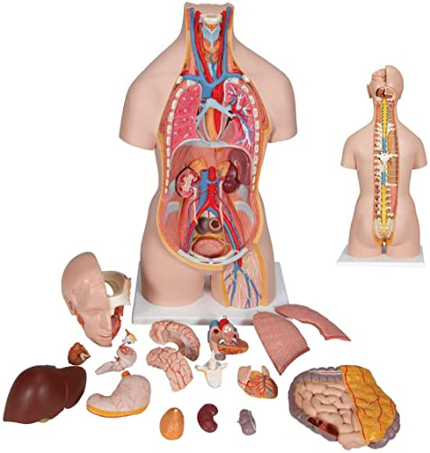 UIGJIOG Anatomie menschlicher Torso Modell 85CM Körper anatomisch 40 abnehmbare Organe Medizinische anatomische Modelle, Männer und Frauen Geschlecht abnehmbar, menschliches anatomisches Torsomodell